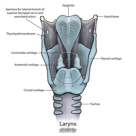 咽喉位置|喉部（Larynx）和咽部（Pharynx）